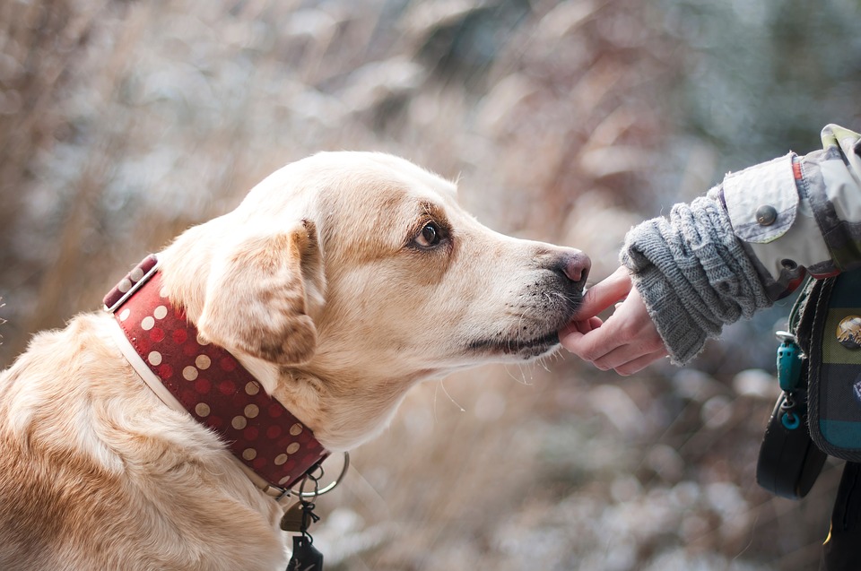 Gør det bedste for din hund – tilbehør, hundelemme og alt andet du skal vide